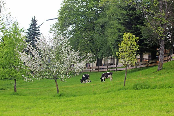 Unsere Kühe genießen das saftige Gras auf der Weide