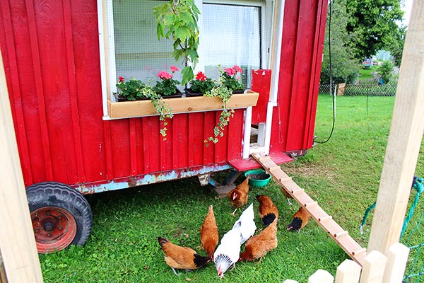 Die Hühner vor ihrem Hennenstall