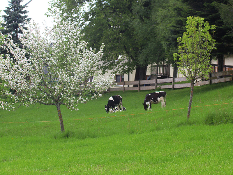 Ferienbauernhof Willmannshof in St. Märgen - Bauernhof  Urlaub im Schwarzwald