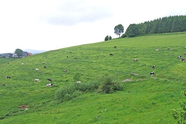 Glückliche Kühe auf der saftigen Schwarzwaldwiese