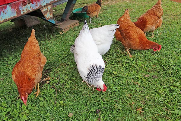 Unsere Hühner sorgen für frische Eier